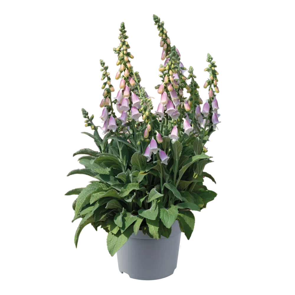 Digitalis purpurea Lucas Moonlit Grace